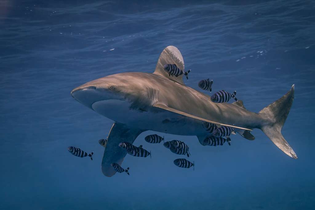 Un centrum et les dents enfoncées dans celui-ci ont probablement appartenu à un requin du genre Carcharhinus, comme ce requin longimane. © Stephan, Adobe Stock
