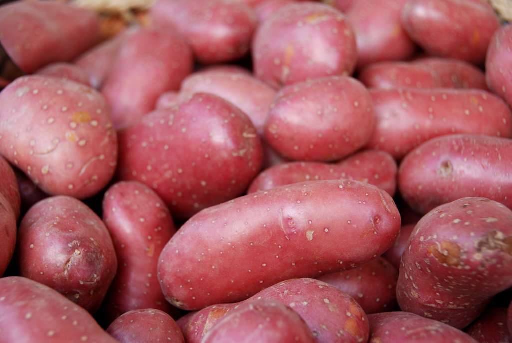 La pomme de terre Roseval, oblongue et rouge, est disponible toute l'année. © Lionel Valenti, Adobe Stock