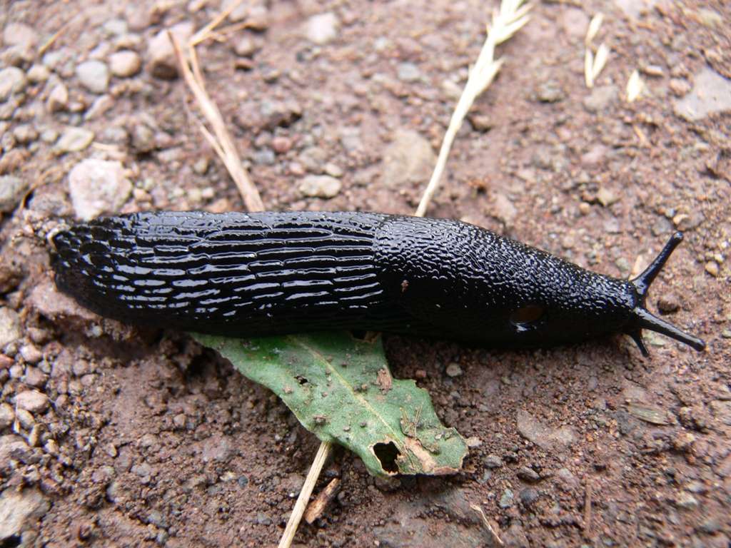 Limace noire (Arion ater). © Prashanthns, CC by-nc 3.0