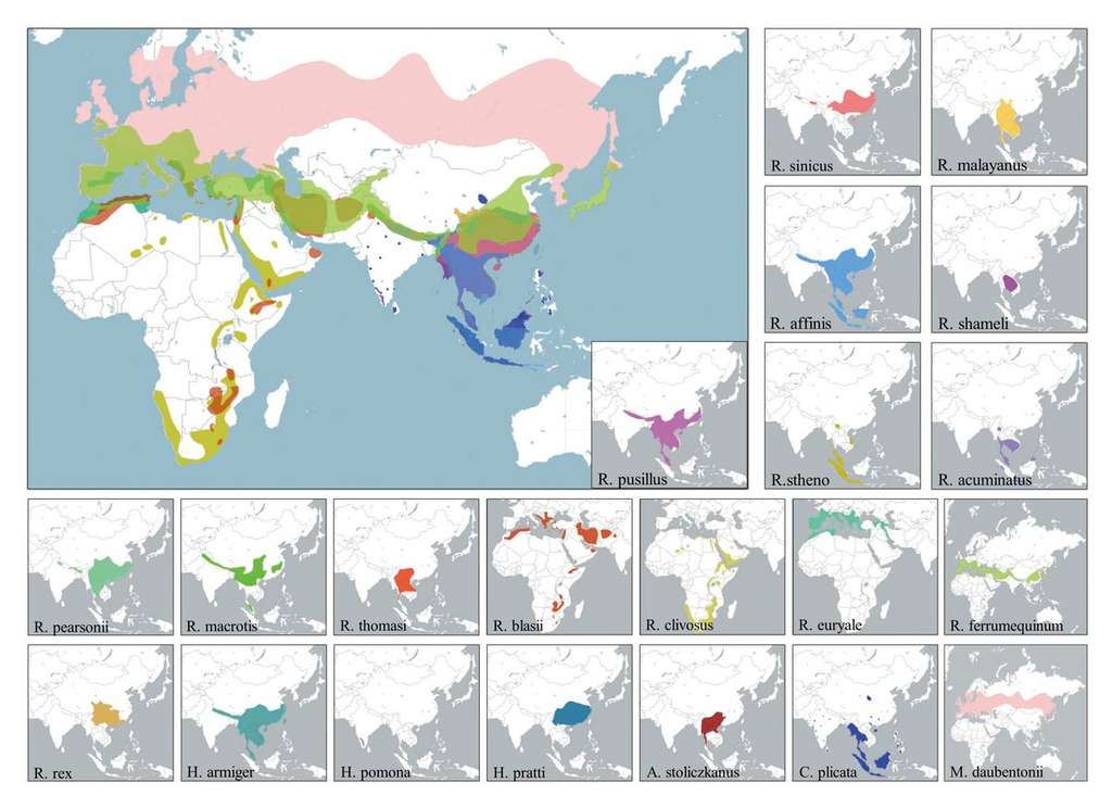 Carte des différentes espèces de chauves-souris porteuses de sarbecovirus présentes en Asie, en Europe et en Afrique. L’Asie du Sud-Est présente un écosystème très favorable au chevauchement des espèces, ce qui peut aboutir à des recombinaisons de virus. © Zhiqiang Wu et al., Research Square, 2021