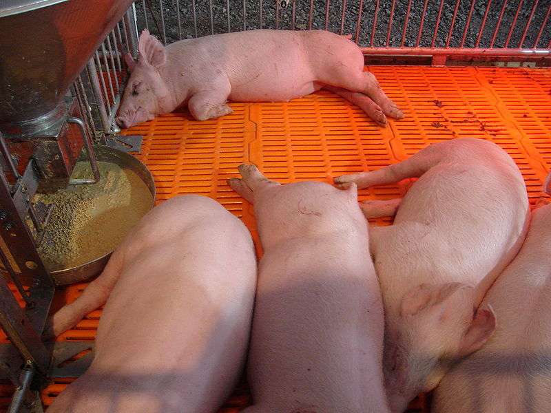 La xénogreffe d'îlots pancréatiques de porc semble bien fonctionner sur les rats. Les futurs tests prévus sur des primates non-humains devraient donner des indications quant à l'avenir de la technique sur l'Homme. Crédits DR