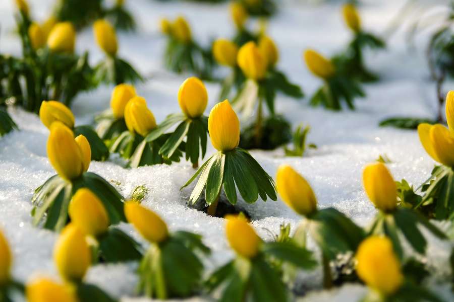 Fleurs d'éranthis recouverts de neige. © ON-Photography, Adobe Stock