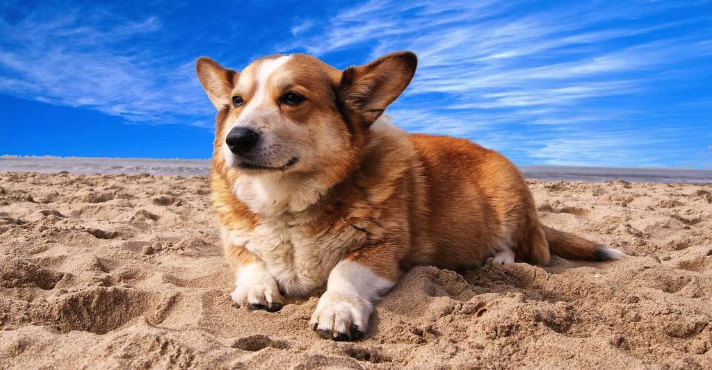 Le welsh corgi est l’un des chiens dont l’espérance de vie est la plus élevée (au-delà de la moyenne des 11 ans). © mvdvegt, Pixabay, DP