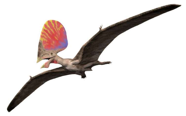 Connu pour avoir une crête pour le moins étonnante, colorée et très fine, ce ptérosaure a vécu durant la fin du Crétacé inférieur, soit il y a environ 100 millions d’années. © Nobu Tamura, Wikimedia Commons