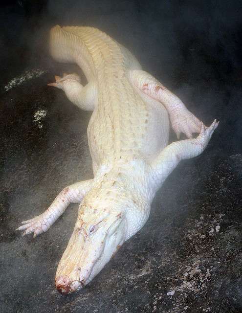 Un alligator albinos
