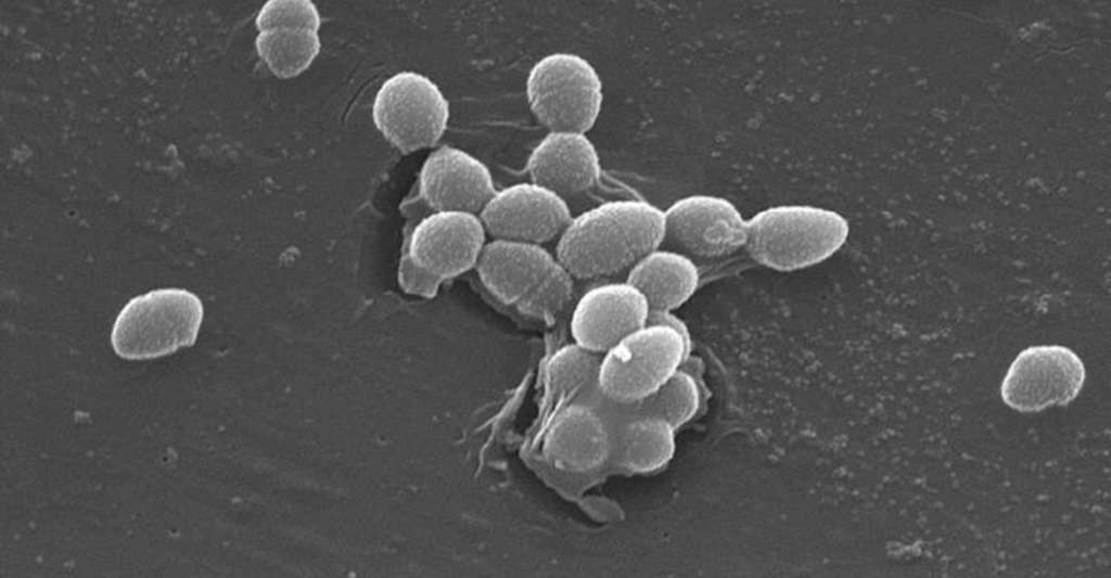 Les chercheurs de l’université de Lund ont travaillé sur une bactérie intestinale commune tant chez l’animal que chez l’Homme, Enterococcus faecalis. © Centers for disease control and prevention, Wikipedia, Domaine public