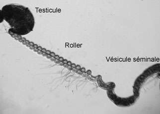 Entre testicule et vésicule séminale, le roller chez l’espèce D. bifurca, qui embobine les spermatozoïdes un à un.