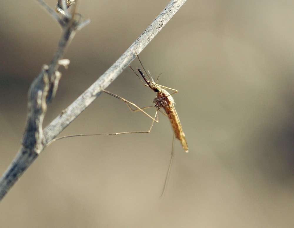 Les moustiques génétiquement modifiés ont réussi à transmettre leur gêne à des populations autochtones. © Roman, INaturalist