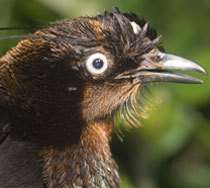 Oiseau de paradis (Parotia berlepshi) Crédits : CI, Bruce Beehler Oiseau de paradis (Parotia berlepshi) Crédits : CI, Bruce Beehler