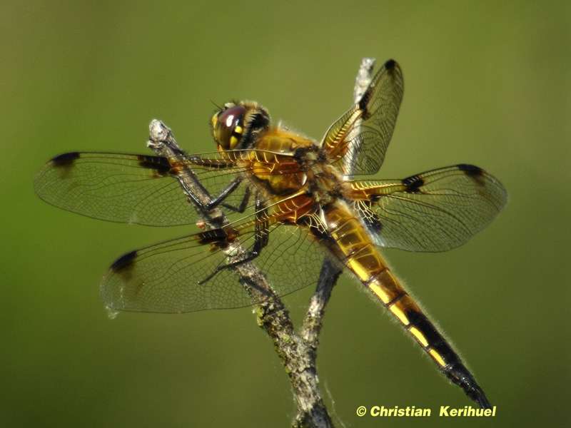 Libellule à quatre taches (Libellula quadrimaculata) Libellule à quatre taches (Libellula quadrimaculata)