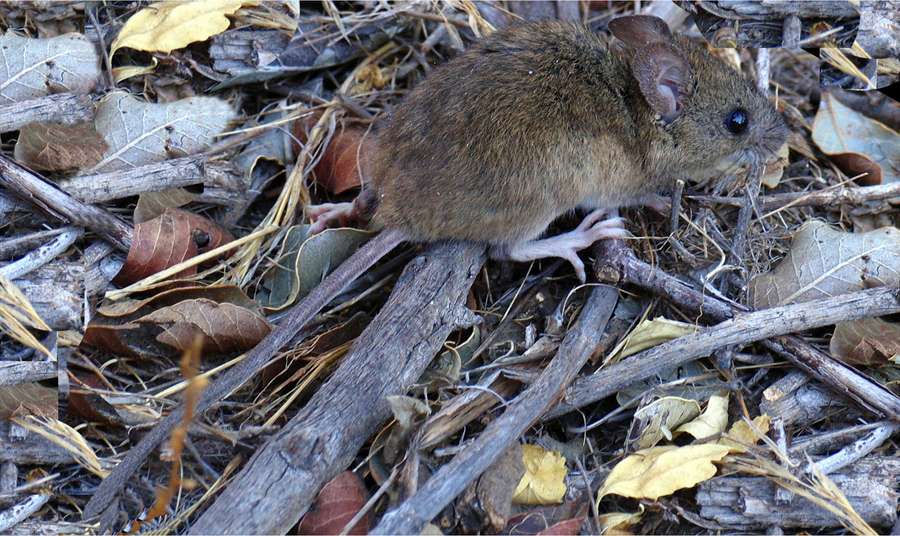 Un rat pygmée des rizières, réservoir potentiel du virus Chapare. © Yamil Hussein E., CC by-sa 3.0