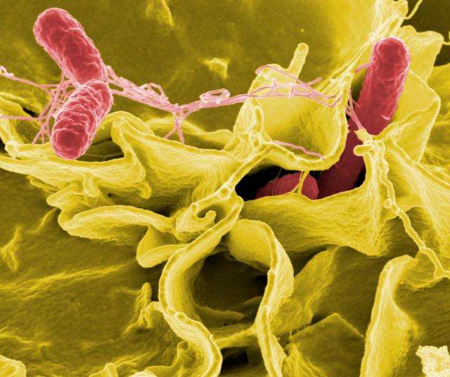 Les salmonelles appartiennent au genre des entérobactéries Salmonella. Elles provoquent deux types de maladies : des gastro-entérites par intoxication alimentaire (salmonelloses), et des fièvres typhoïdes et paratyphoïdes.© NIAD, Flickr, cc by 2.0