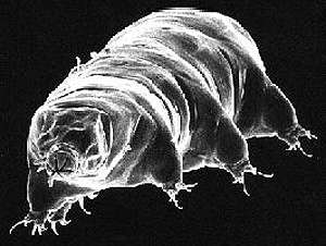 Un tardigrade au microscope électronique à balayage. Une drôle d'allure pour un champion toutes catégories de la survie. © Rick Gillis et Roger J./Haro Department of Biology University of Wisconsin - La Crosse