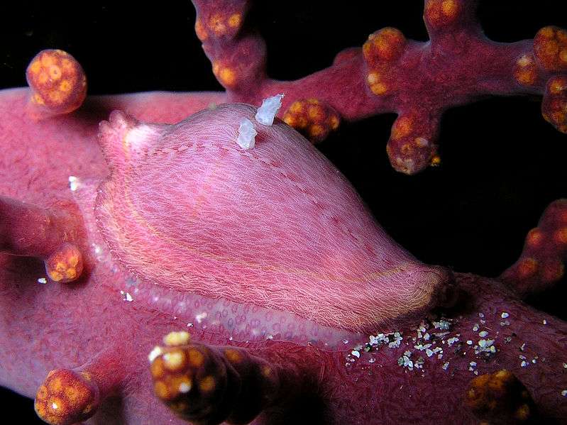 La faune sous-marine du Timor oriental et ses camouflages (Dentiovula dosruosa) La faune sous-marine du Timor oriental et ses camouflages (Dentiovula dosruosa)