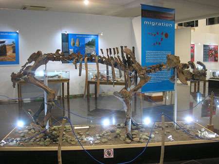 Squelette d’Hexaprototodon sivalensis (hippopotame asiatique) du Pléistocène inférieur du dôme de Sangiran. © Semenanjung, MQPI