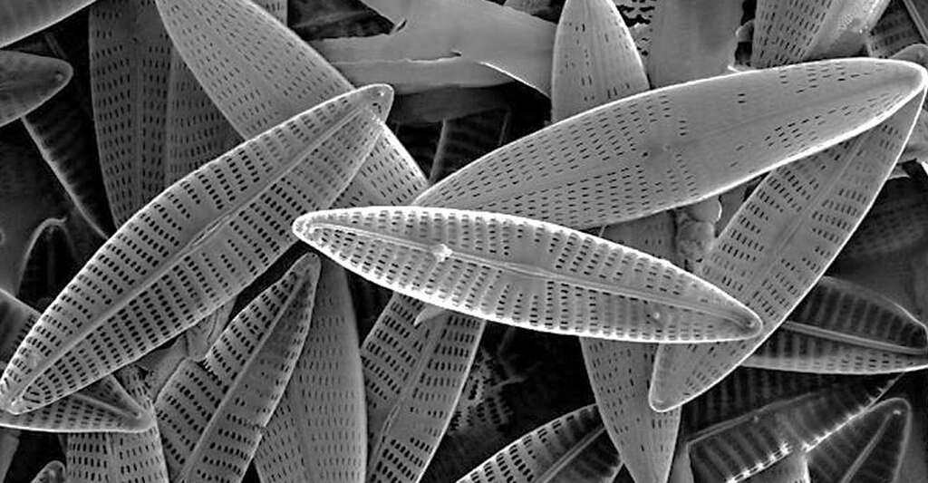 Diatomées organismes microscopiques. © Materialscientist, CC-BY-SA-3.0