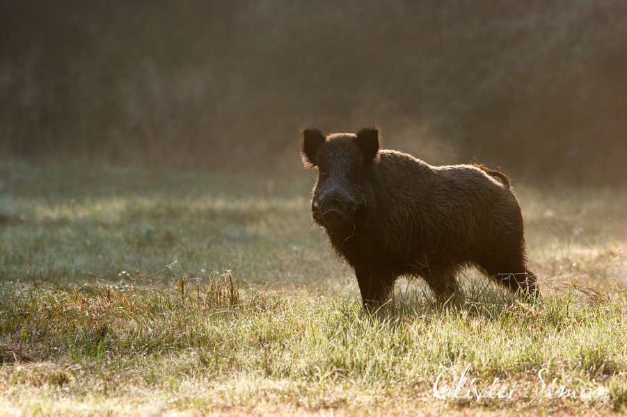 Sanglier dans la rosée matinale Sanglier dans la rosée matinale