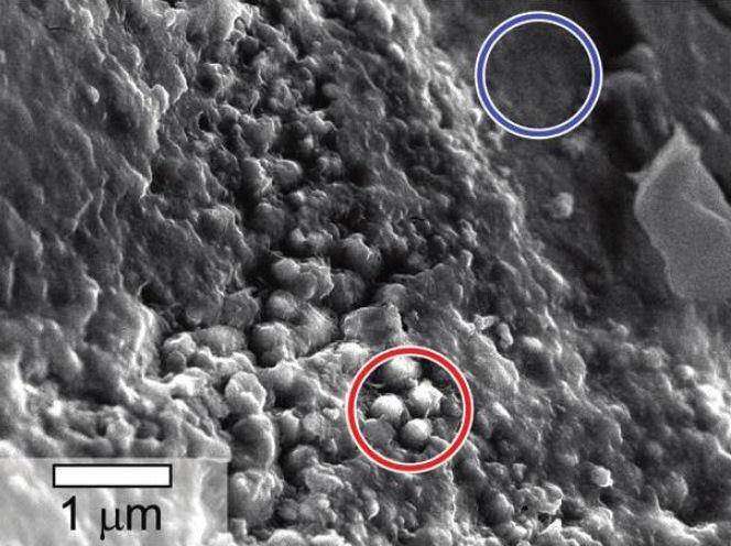 Dans la météorite martienne Yamato 000593, des sphérules riches en carbone sont enfermées entre les couches d’iddingsite, matériau formé par l'action de l'eau. La météorite a été trouvée en Antarctique en 2000. La barre d’échelle vaut un micromètre. © Nasa