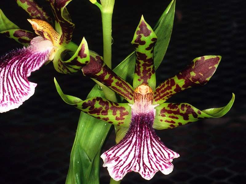 Orchidée Zygopetalum crinitum Orchidée Zygopetalum crinitum