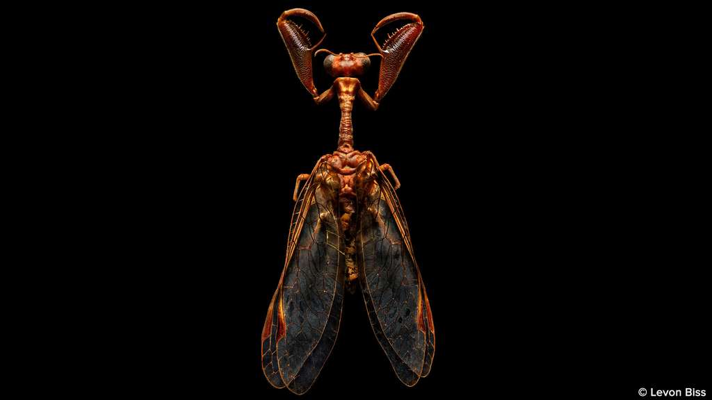 Mantispa sp., la mouche mante religieuse