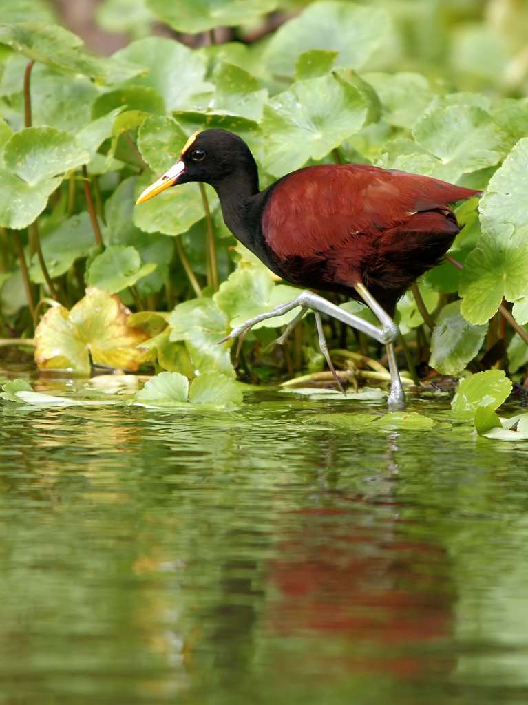 Chez les jacanas, la femelle est infidèle, le mâle dévoué Chez les jacanas, la femelle est infidèle, le mâle dévoué