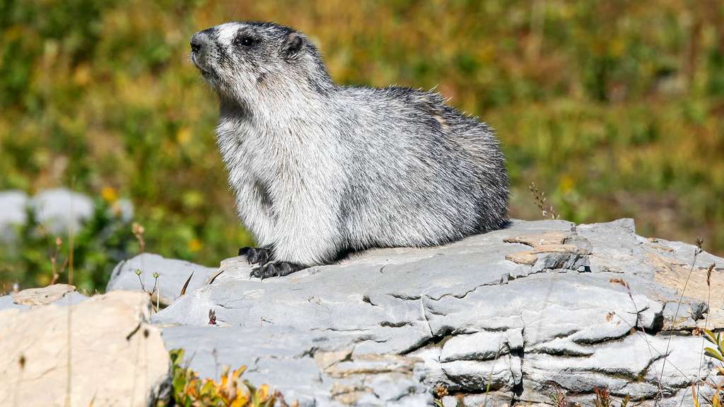 Une marmotte à ventre jaune au parc de Glacier Une marmotte à ventre jaune au parc de Glacier
