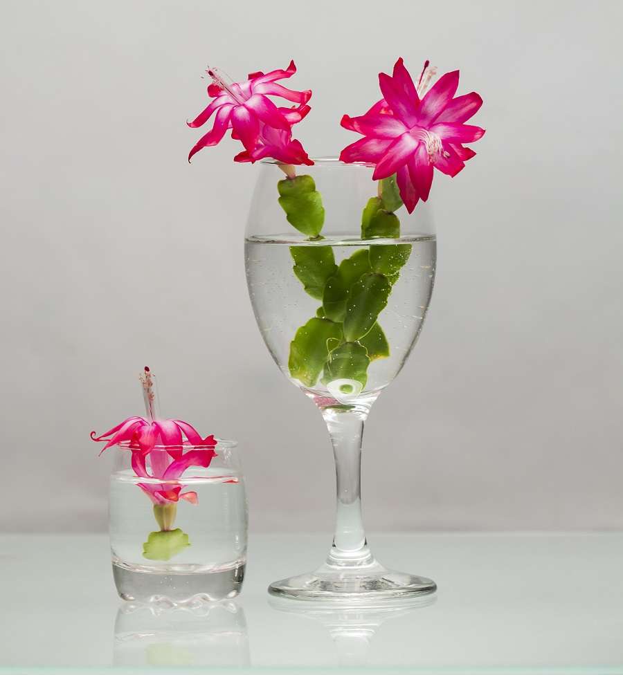 Si vous cassez une tige, mettez-la dans un verre d'eau pour relancer le système racinaire et les replanter. © ileana_bt, Adobe Stock