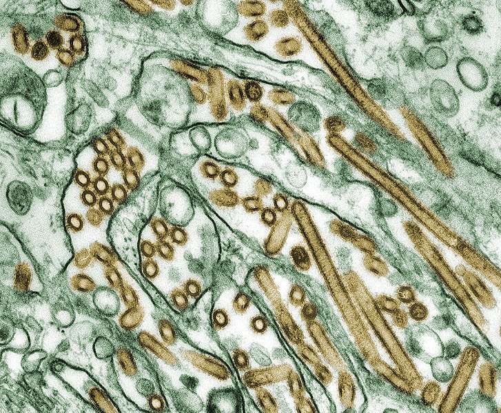 Le virus H5N1 apparaît ici en doré, dans des cellules de rein de canidé, grâce à la microscopie électronique à transmission. Il est responsable de la grippe A. © Center for Disease Control and Prevention, DP