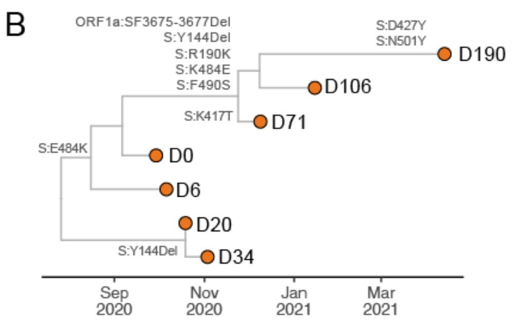 Les mutations identifiées chez la patiente de 36 ans tout au long de sa surveillance. La lettre D, suivie d'un chiffre, correspond au jour après le début du suivi auquel le prélèvement a été fait. © Karim F et al., medrXiv