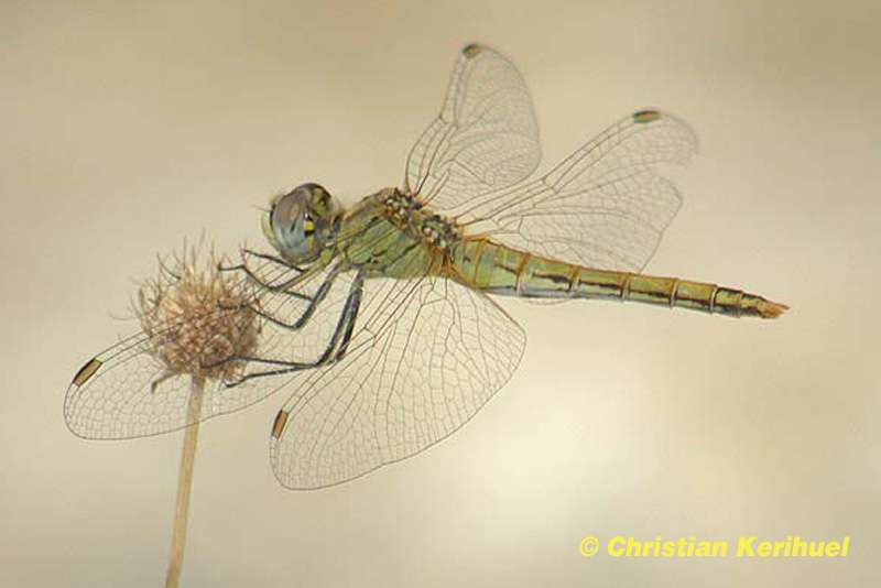 Identifier une libellule Identifier une libellule