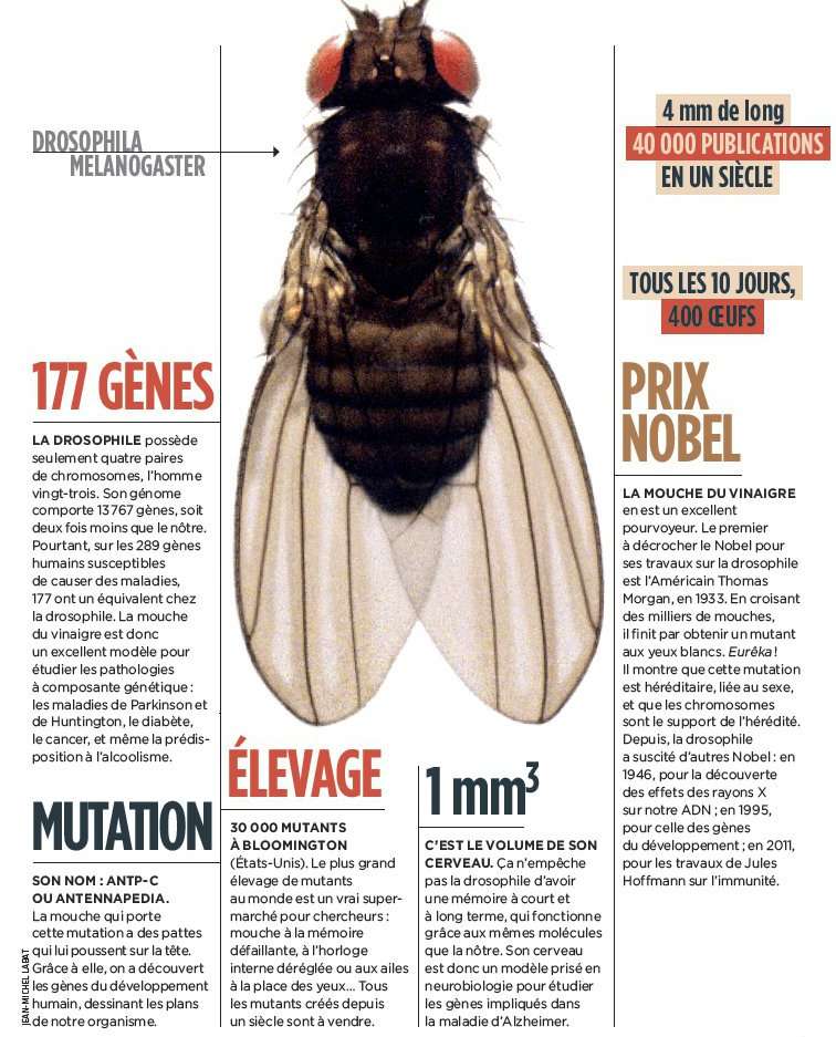 La drosophile a été le premier animal à avoir son génome séquencé. Retrouvez ce reportage dans le prochain numéro de National Geographic Sciences. © NGS 