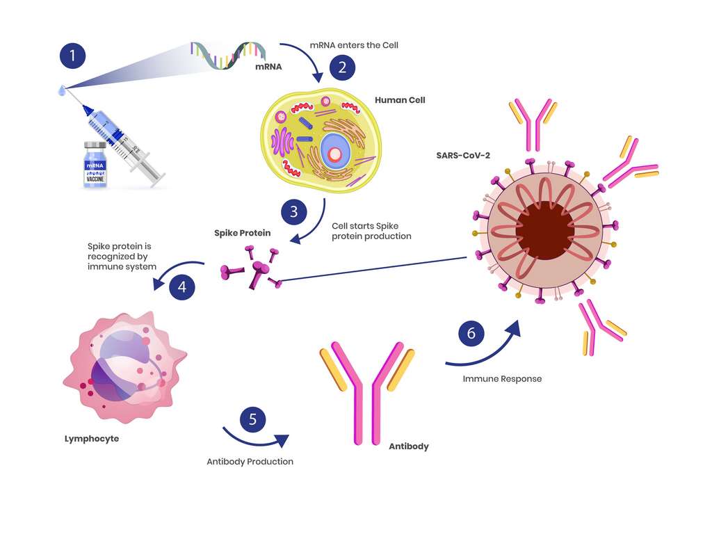 Mécanisme d'action du vaccin à ARNm contre le virus de la Covid-19. © Alkov, Adobe Stock