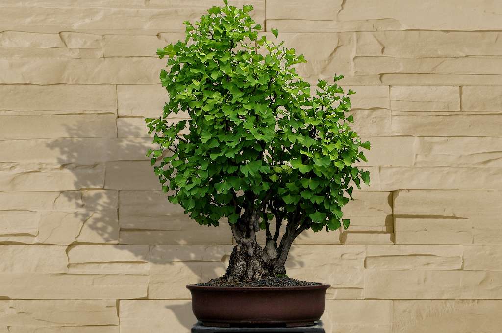 Dossier : les conseils pour cultiver un bonsaï