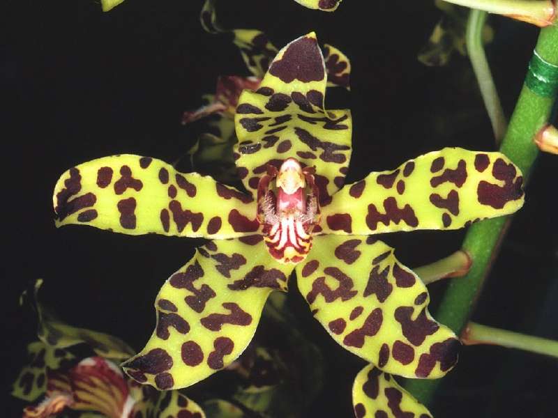 Orchidée Grammatophyllum speciosum