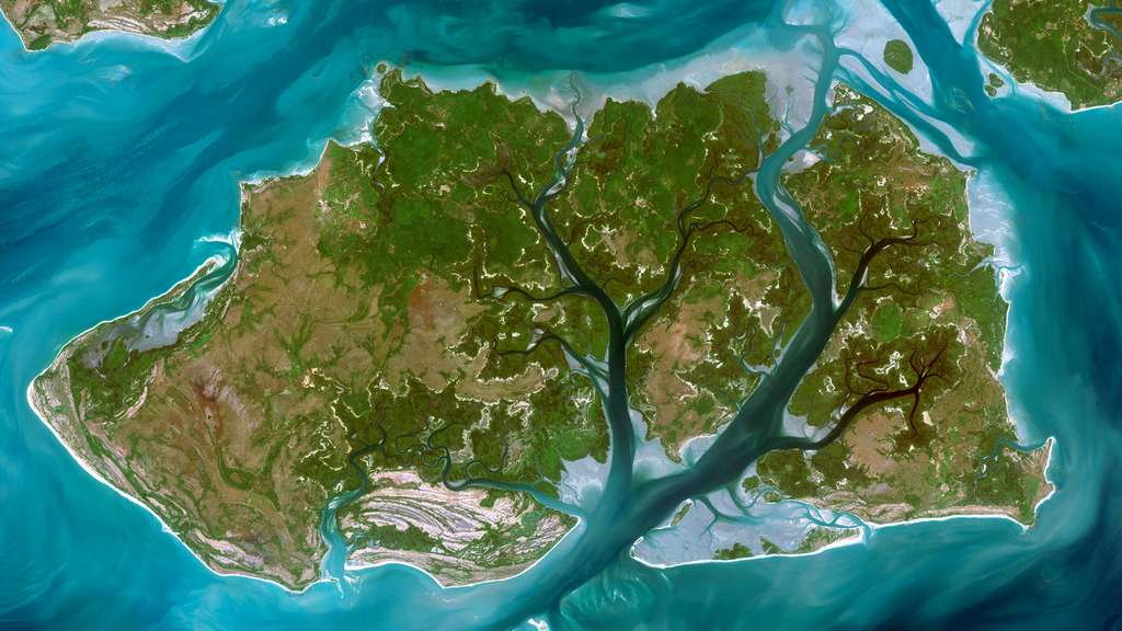 Un fleuve telle la ramure d'un arbre en Guinée-Bissau Un fleuve telle la ramure d'un arbre en Guinée-Bissau