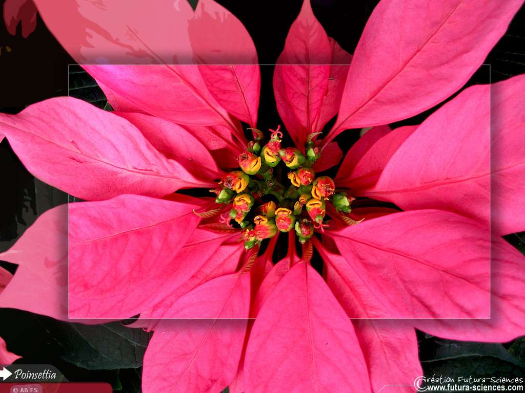 Poinsettia Poinsettia