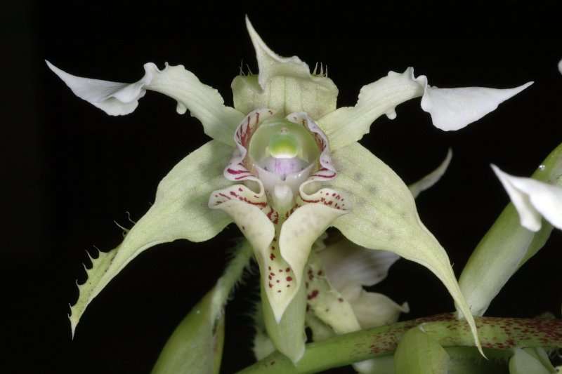 Dendrobium Dendrobium
