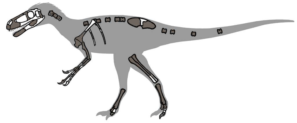 Eotyrannus, un ancêtre du tyranosaure Eotyrannus, un ancêtre du tyranosaure