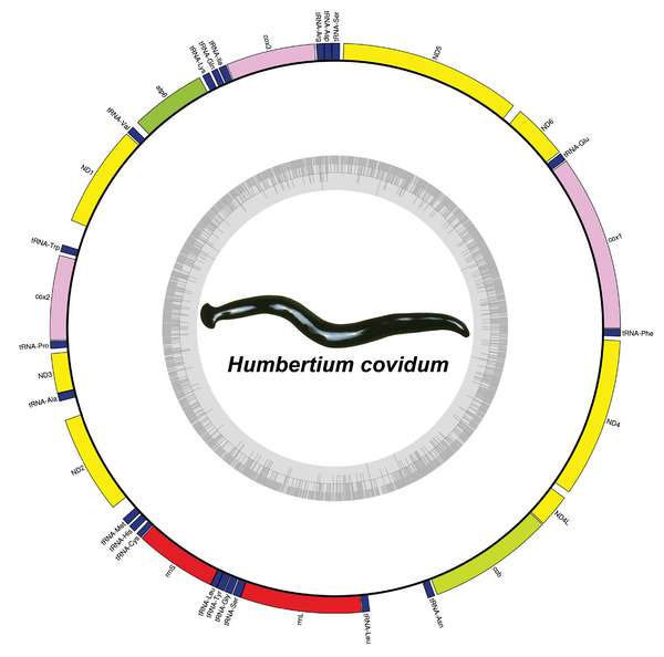 Le génome mitochondrial de la nouvelle espèce Humbertium covidum. © Justine et coll., 2022