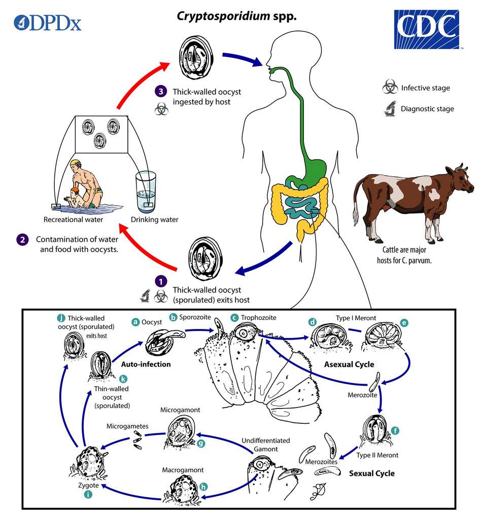 Le cycle parasitaire de Cryptosporidium parvum. © Global Health, Division of Parasitic Diseases and Malaria