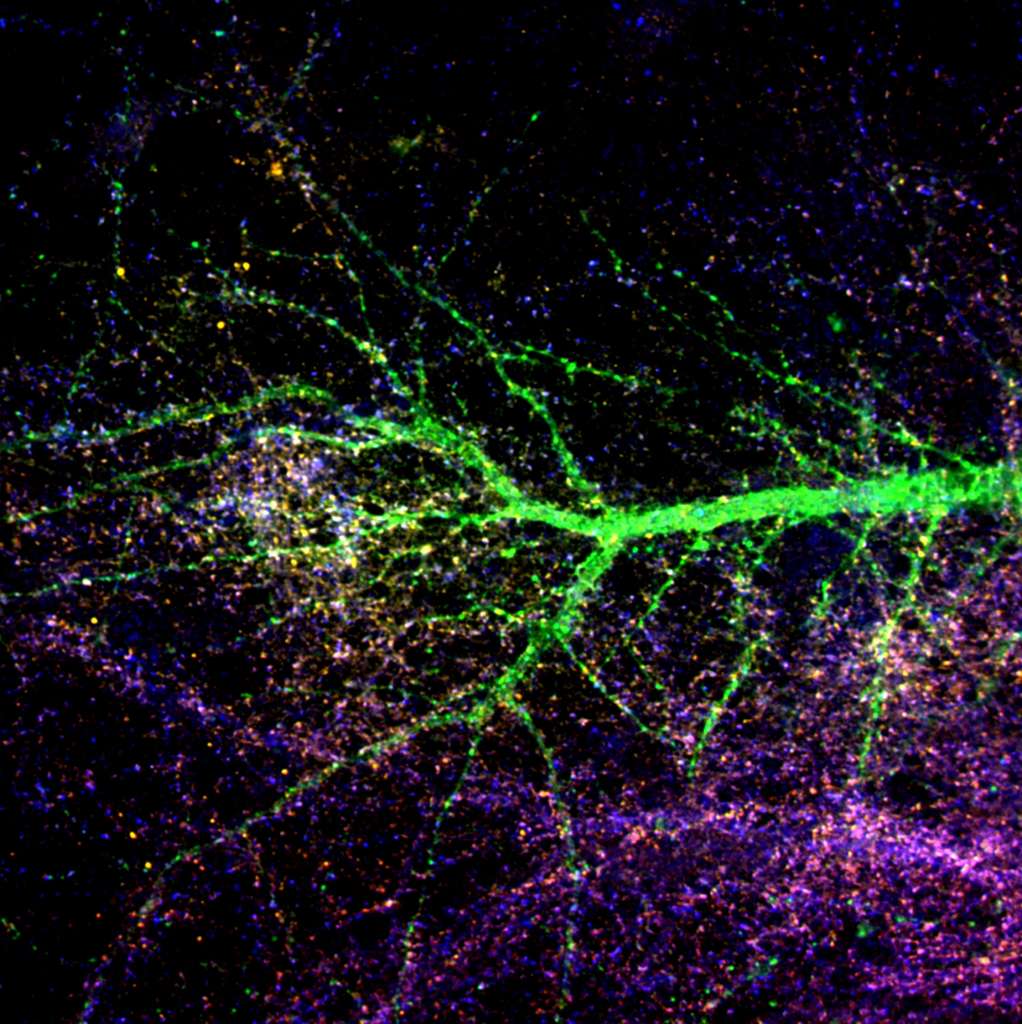 Synapse d'un neurone pyramidal Synapse d'un neurone pyramidal