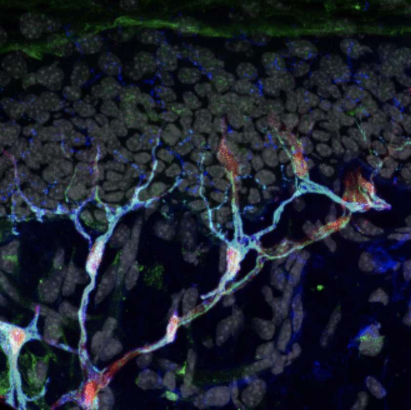 Les chercheurs ont découvert un nouvel organe juste sous la peau. Il est composé de nerfs (en bleu) et de cellules gliales sensorielles ( en vert et rouge). © Hind Abdo