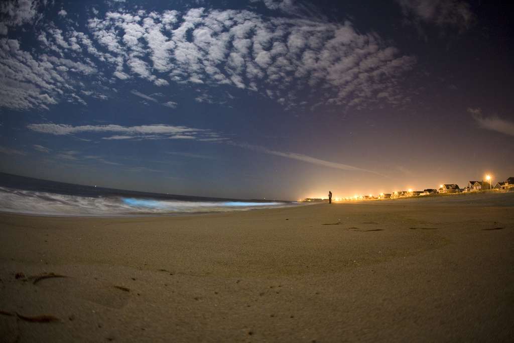 Plancton bioluminescent Plancton bioluminescent