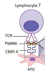 Le mécanisme de la présentation du peptide s'effectue entre la cellule présentatrice d'antigène (APC) via le CMH II, et le lymphocyte T via son récepteur (TCR). © Expert Reviews in Molecular Medicine