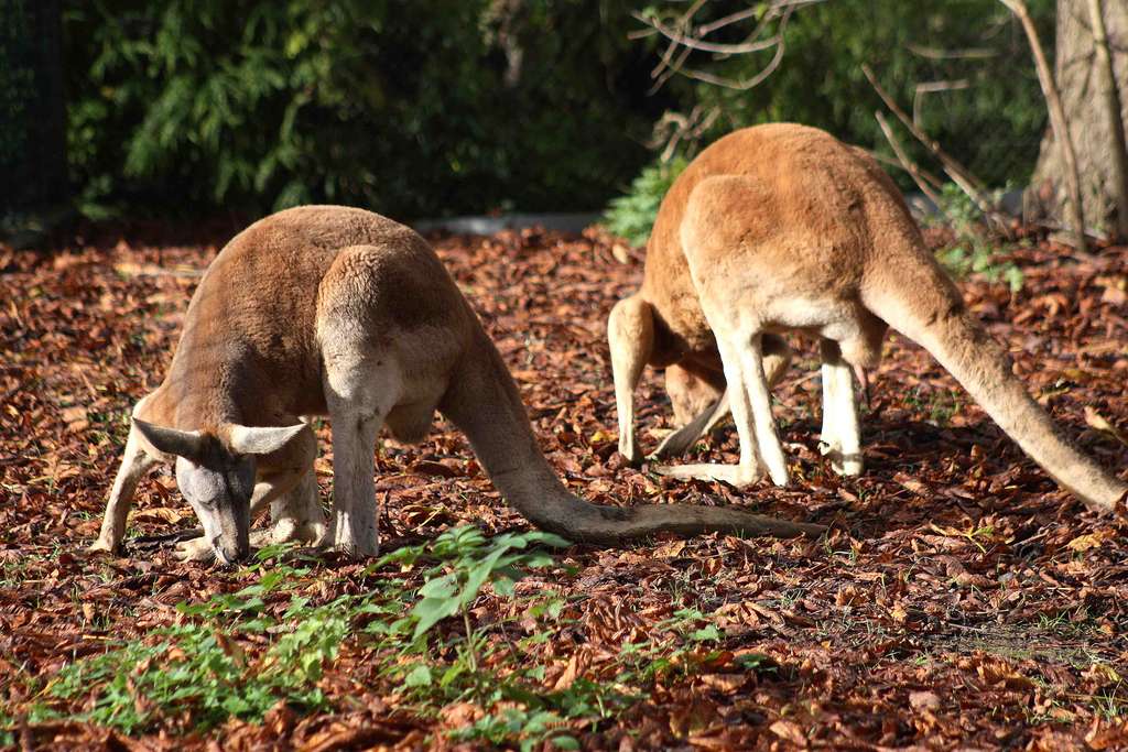 Couple de kangourous roux au zoo de Mulhouse. © Patrick Straub