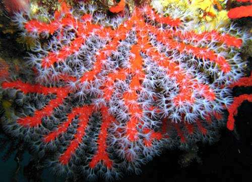 Figure 1 : la rutilance des colonies de corail rouge au plafond d'une cavité explose sous la lumière du projecteur (Cassis, 15 mètres). © J.-G. Harmelin, reproduction et utilisation interdites