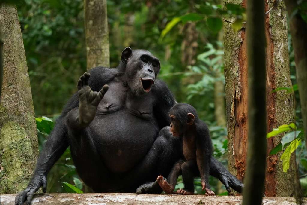 Les deux chimpanzés baptisés Asanti et Akuna en pleine vocalisation. © Liran Samuni, Taï Chimpanzee Project