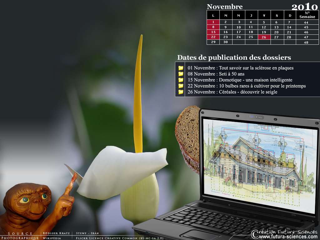 Calendrier Novembre 2010 Calendrier Novembre 2010