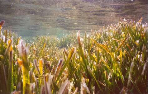 L'herbier de Posidonie et les roches coralligène, habitats prioritaires en Méditerranée. © E. Charbonnel