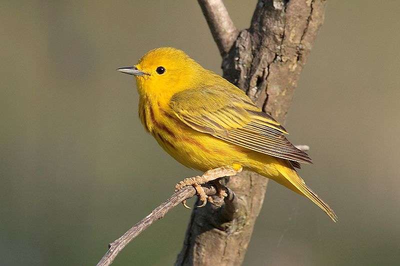 Paruline jaune. Paruline jaune.